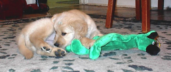 PADS Puppy 